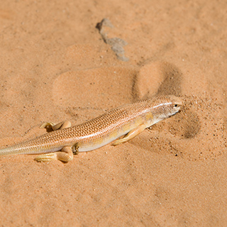 Sandfish